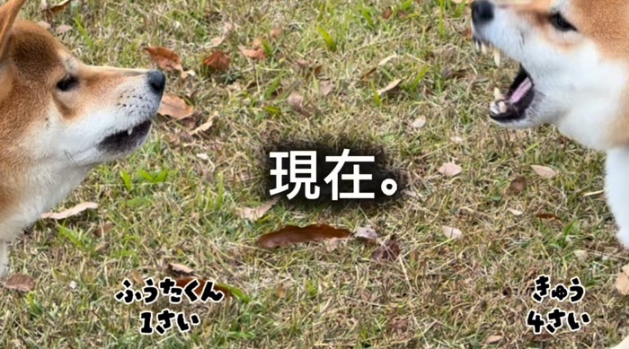 若い成犬に吠える成犬