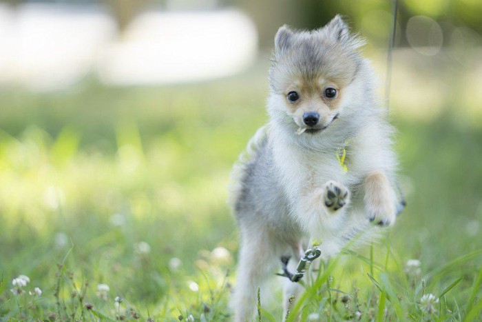 走る子犬