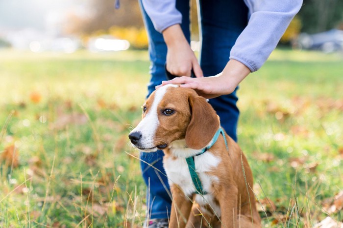 なでられている犬