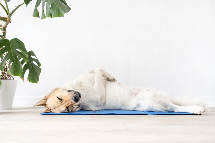 仰向けで寝ている犬