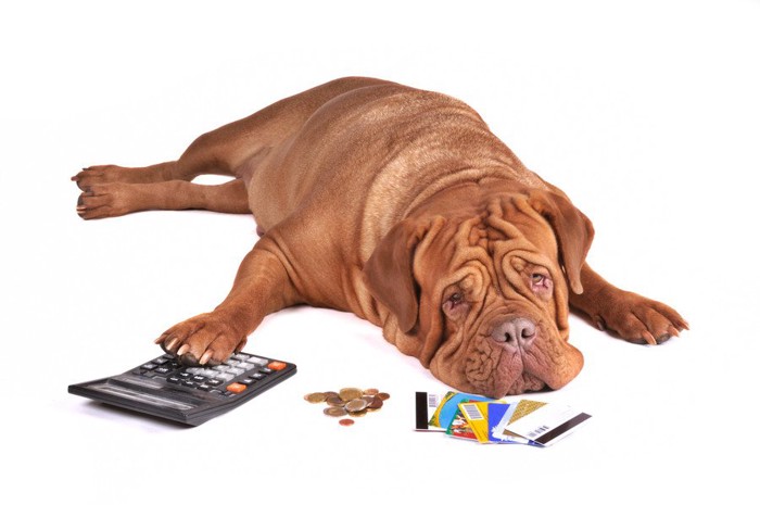 犬とお金の計算