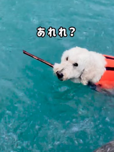 川に流されていくゴールデンドゥードゥル