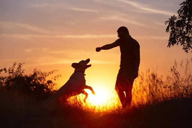 夕日に照らされる犬と飼い主