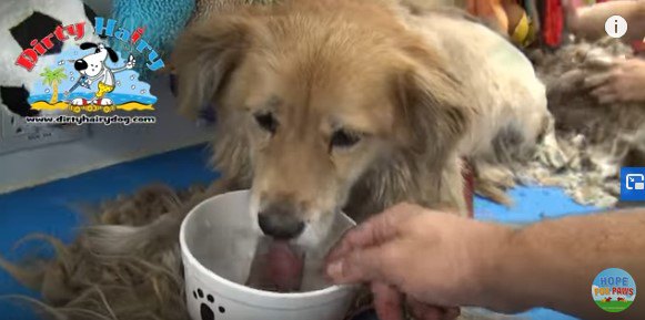 水を飲む犬