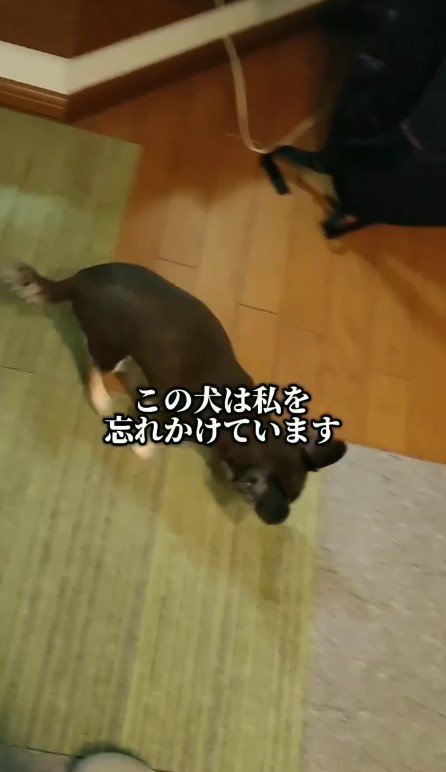 飼い主さんを忘れても…