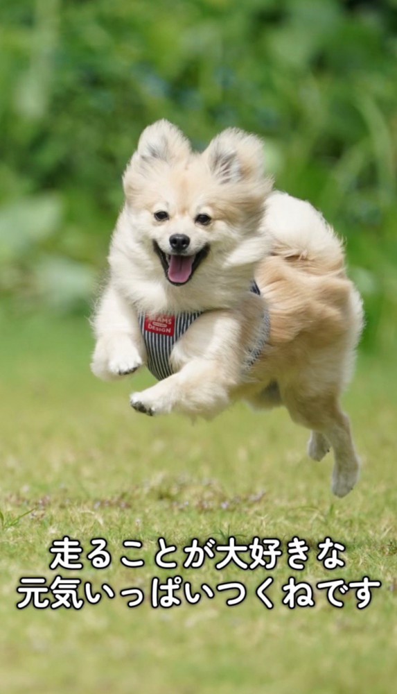 原っぱを駆ける小型犬