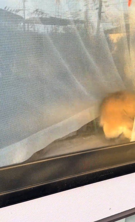 ひめちゃんのお出迎え7