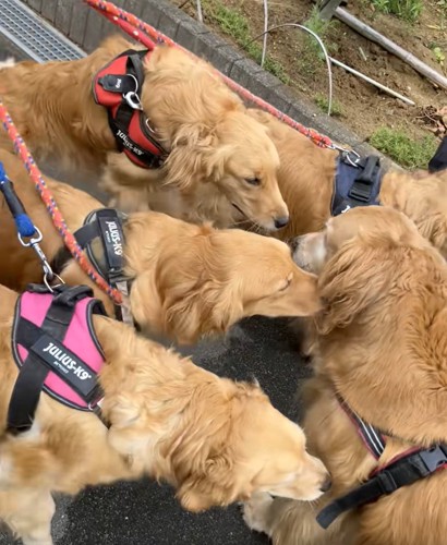 わんこ5匹の圧巻の光景