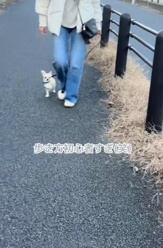 散歩に慣れてきたこはくくん