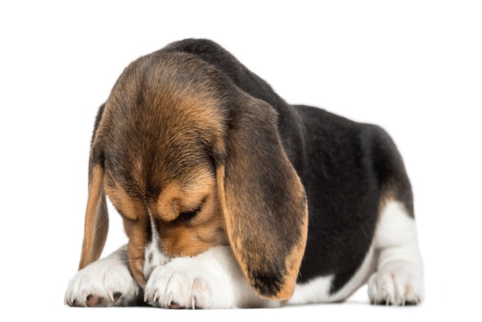 鼻を隠している犬