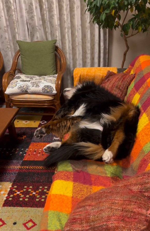 ソファで寝るリンちゃん