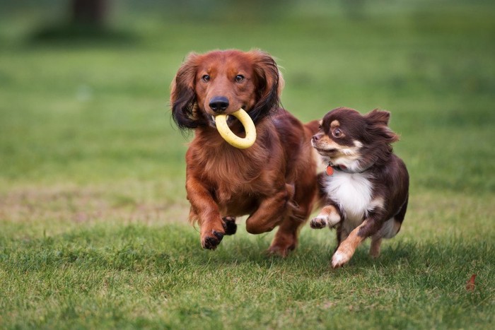 おもちゃをくわえて走る二頭の犬