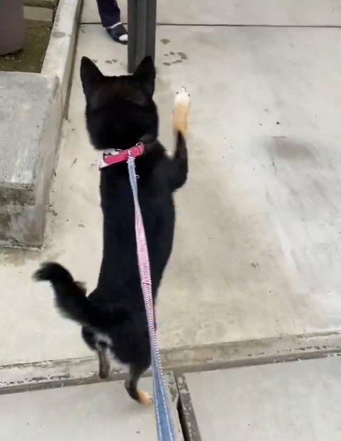 立って歩く犬2