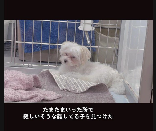 ペットショップで出会ったのは…