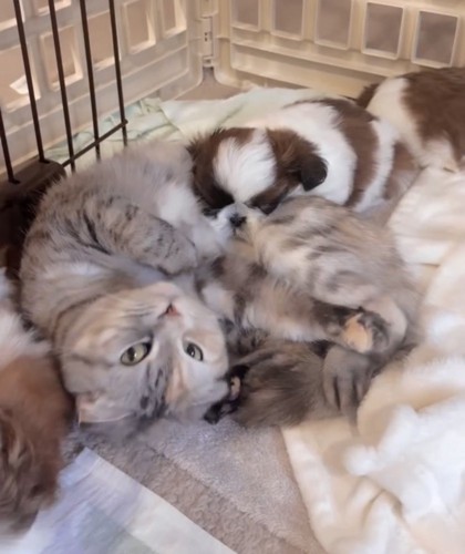 猫にぴったり寄り添う子犬たち