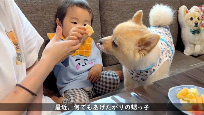 犬におやつをあげようとする赤ちゃん