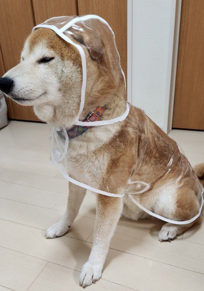 スケルトン衣装のよう！