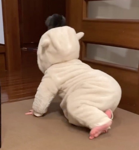 赤ちゃんを誘導する犬