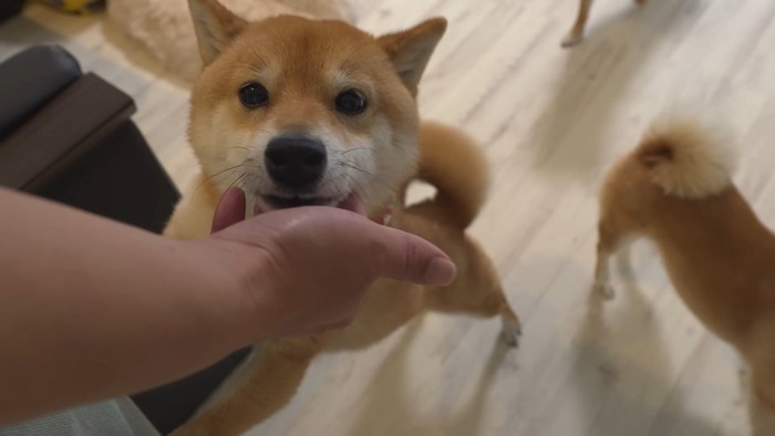 お兄ちゃんが帰省した時の豆柴4兄妹2