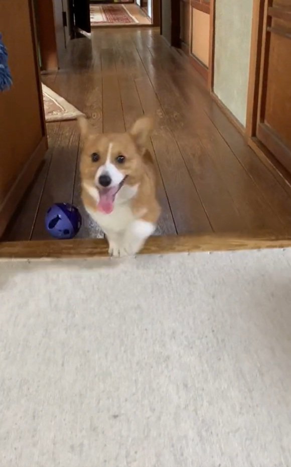 笑顔のロイくん