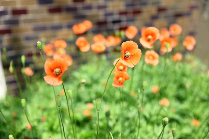 ナガミヒナゲシ