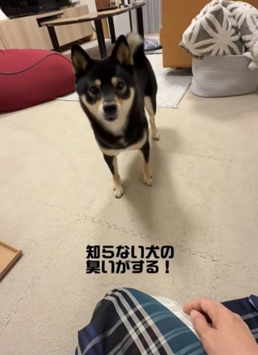 飼い主を見つめる犬