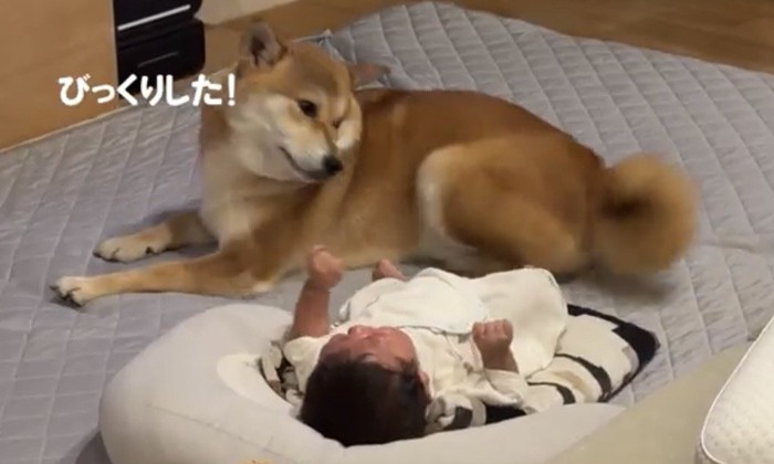 泣いている赤ちゃんを振り返る犬