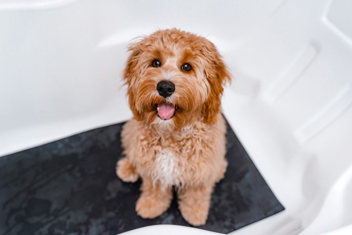 バスタブにマットを敷いて座る犬
