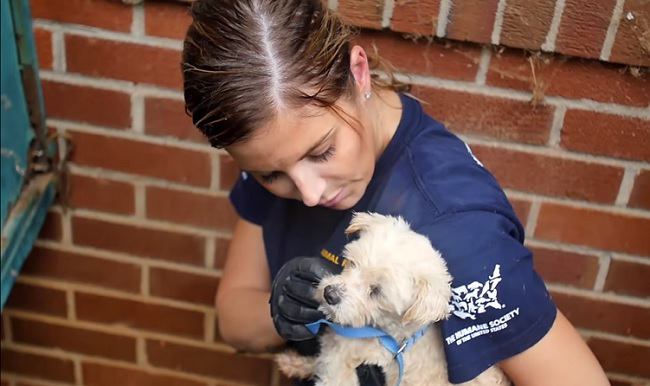 犬をなでる女性