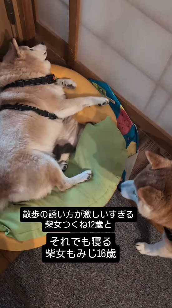 クッションに横たわるお姉ちゃん犬を見つめる妹犬