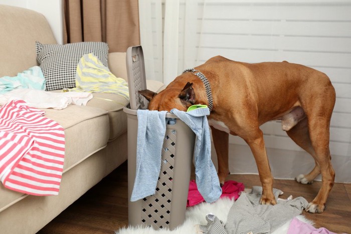 洗濯物とカゴの中に顔を入れている犬