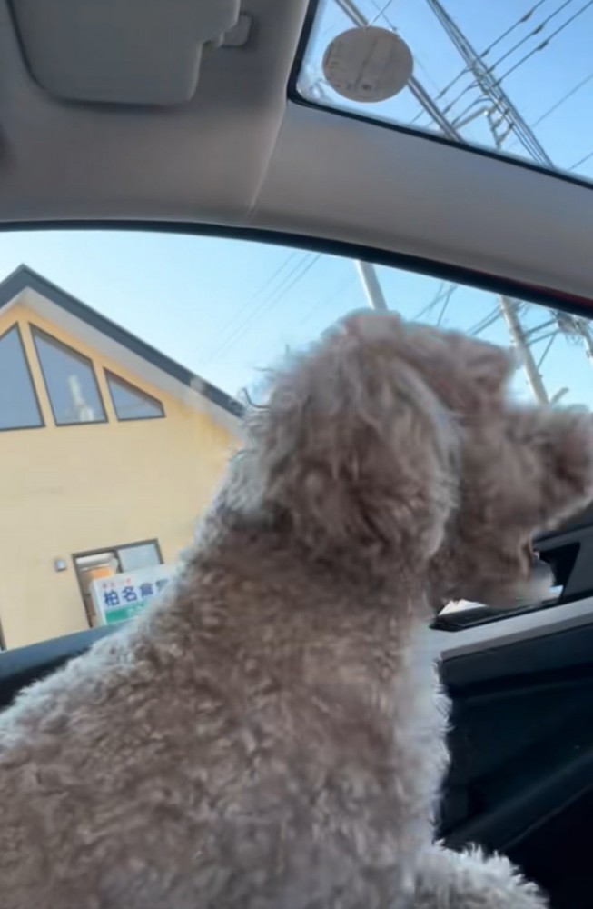 パニックになる犬