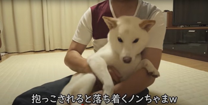 飼い主男性に抱っこされる柴犬