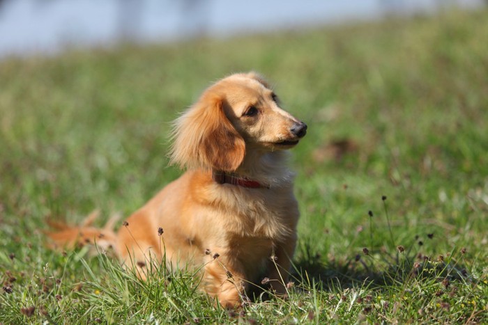 笑顔の犬