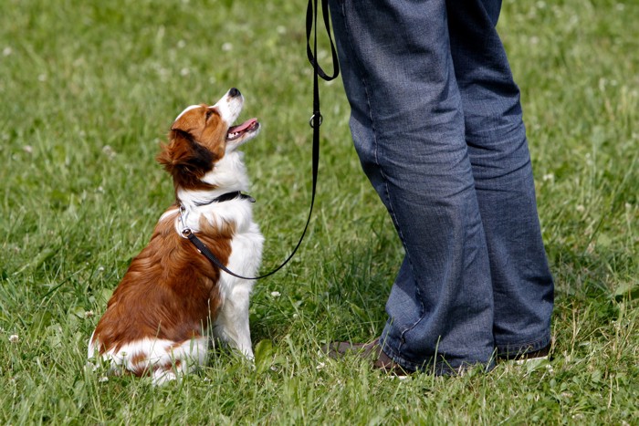 飼い主とトレーニング中のコーイケルホンディエの子犬