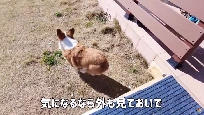 庭に出る犬