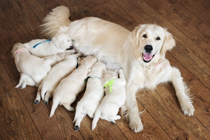 子犬たちに授乳しているゴールデンレトリバーの母犬