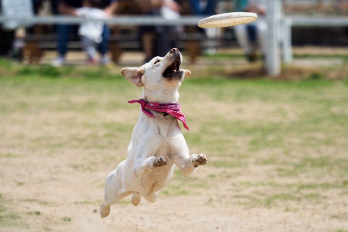 フリスビーに飛びつく犬