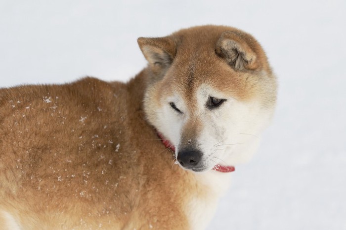 視線をそらす柴犬