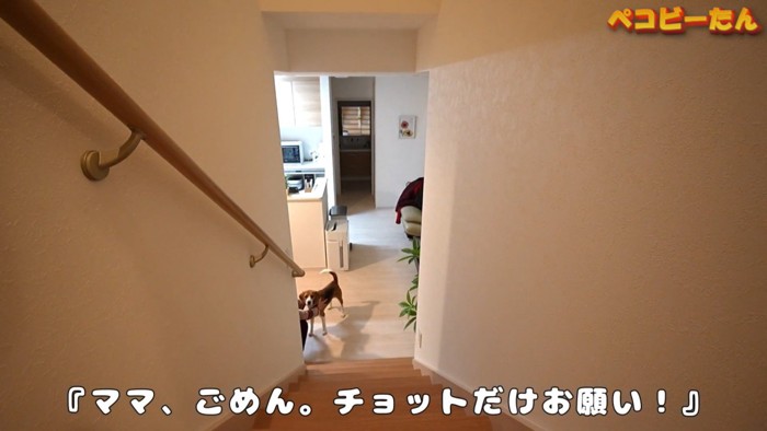 ペコちゃんを1階に置いてきたら…