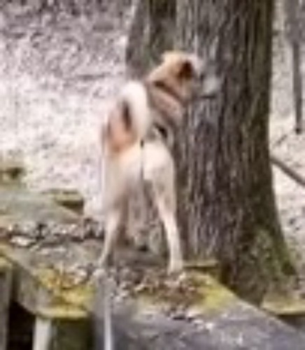 右の遊歩道を歩く垂れ耳の犬