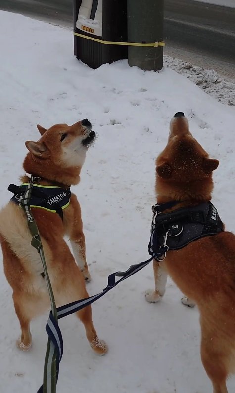 「雪遊びは楽しいよ～」と言っているのかな？