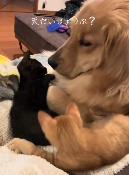 猫さんが体調不良に…
