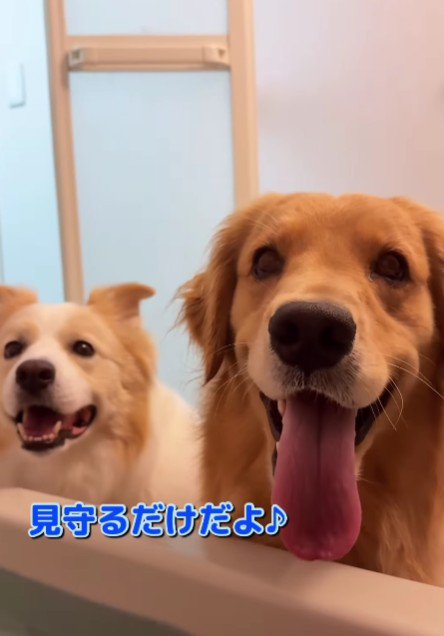 「一緒にあそぼ！」