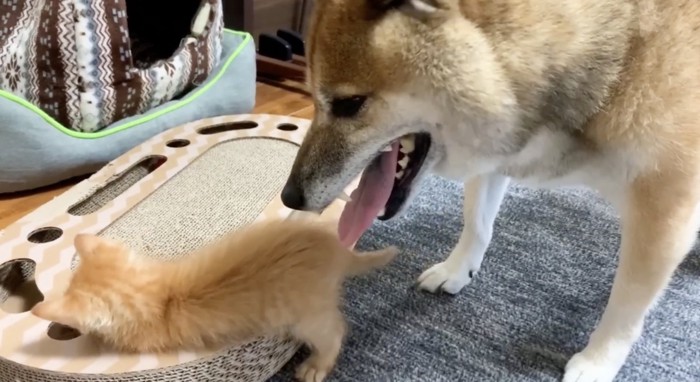 至近距離で見守るリキ