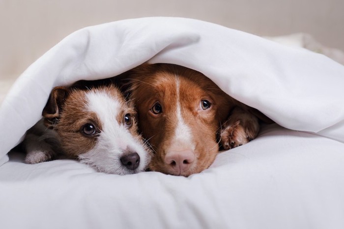 布団から顔を出す二頭の犬