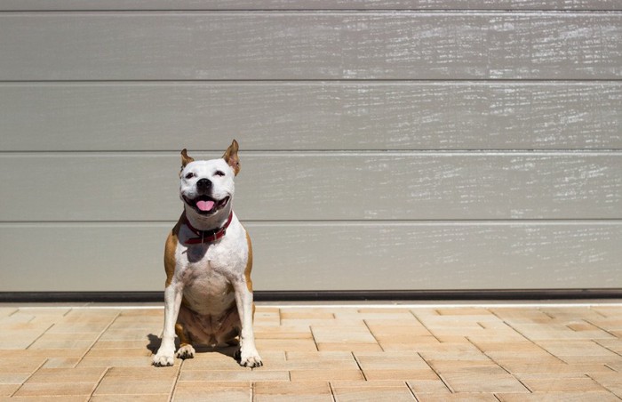 家の前でおすわりしている犬