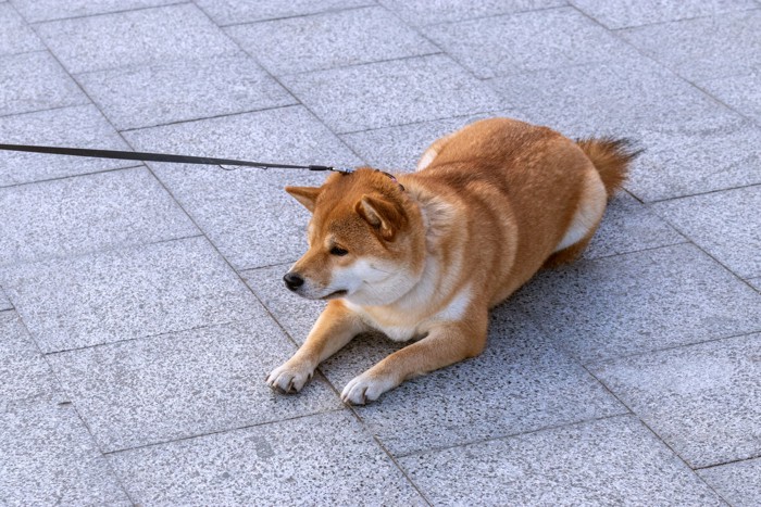 散歩中に歩かなくなって路上で伏せている犬