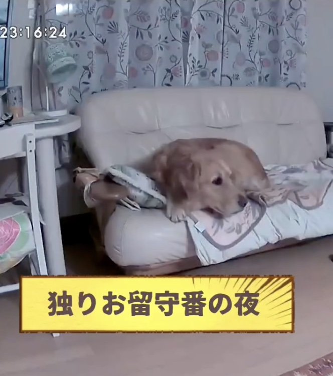 「揺れてる！？」