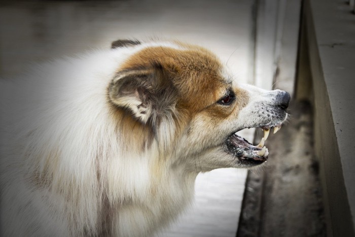 威嚇する犬の横顔、長毛種